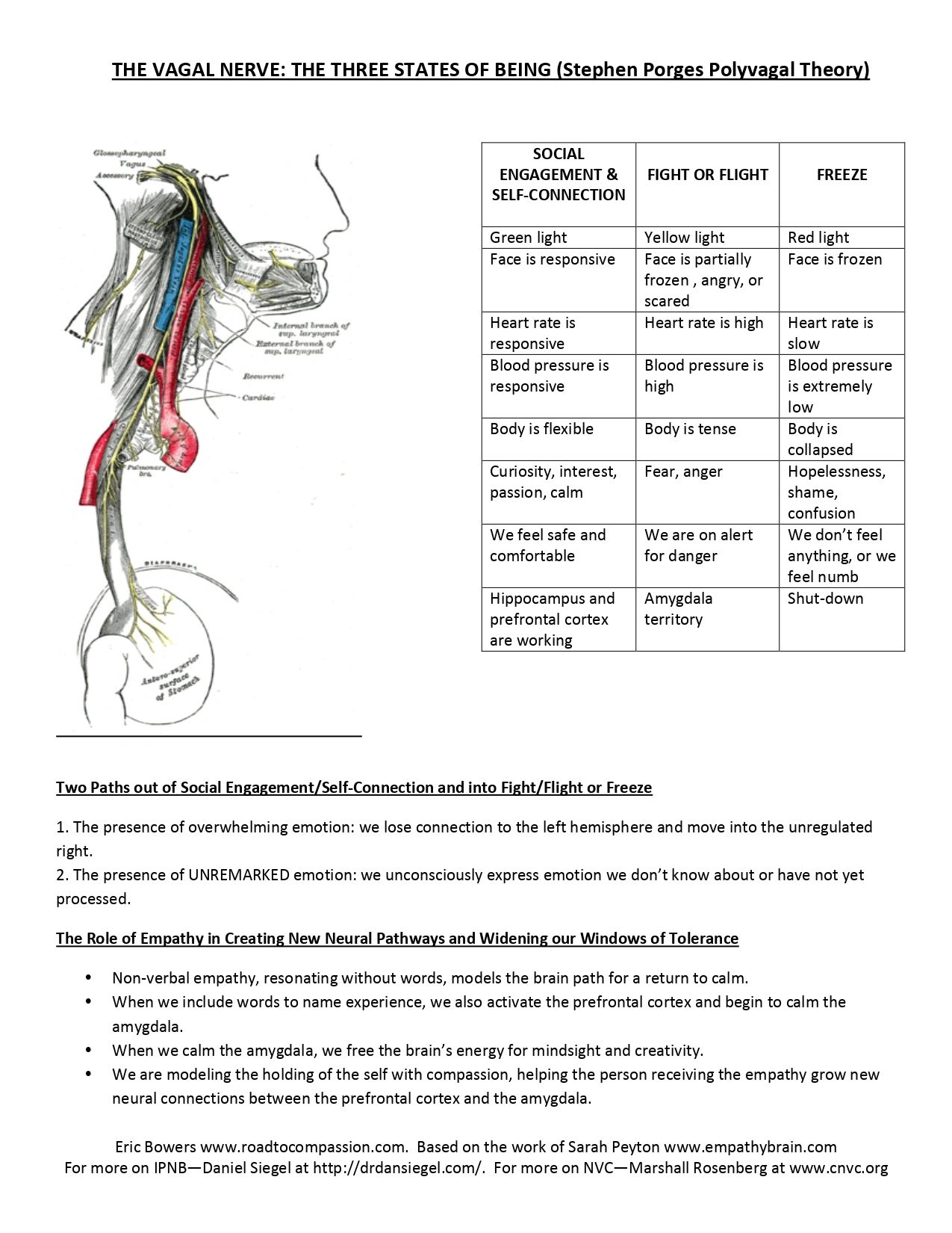 The vagal nerve and polyvagal theory diagram